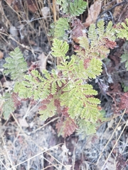 Chamaebatia foliolosa