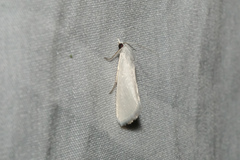 Scirpophaga