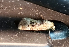 Elaphria chalcedonia