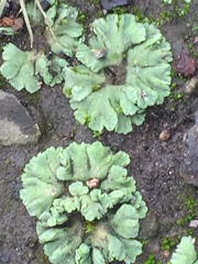 Riccia crystallina