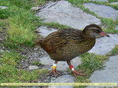 Gallirallus australis hectori