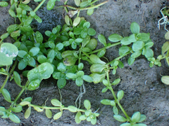 Callitriche stagnalis