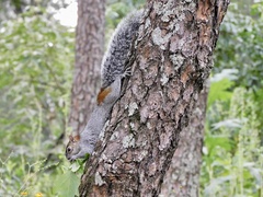 Sciurus aureogaster