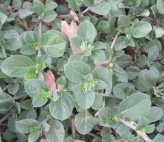 Alternanthera pungens