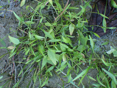 Ranunculus flammula