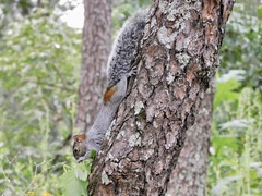 Sciurus aureogaster