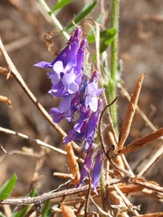 Vicia villosa villosa