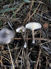 Melanoleuca