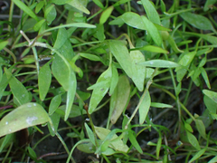 Ranunculus flammula