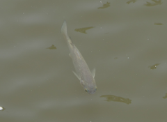 Planiliza subviridis