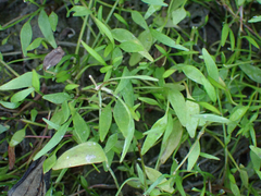 Ranunculus flammula