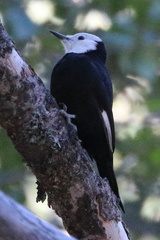 Dryobates albolarvatus