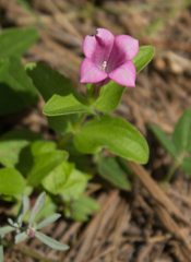 Spigelia scabrella