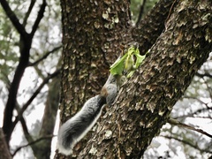 Sciurus aureogaster