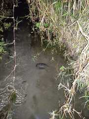 Kinosternon integrum