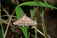 Hypospila bolinoides