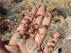 Euphorbia setiloba