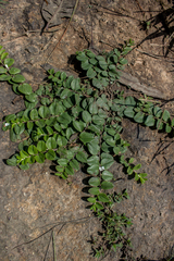 Evolvulus prostratus