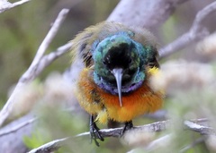 Anthobaphes violacea