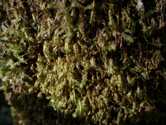 Homalia trichomanoides