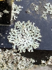 Physcia tenella
