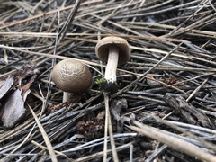 Agaricomycotina