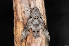 Madoryx oiclus
