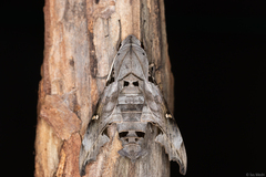 Madoryx oiclus