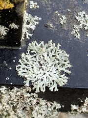 Physcia tenella