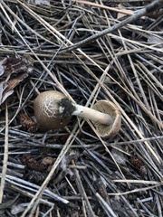 Agaricomycotina
