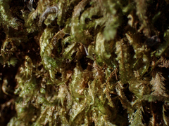 Homalia trichomanoides