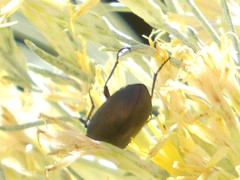 Bothrotes canaliculatus