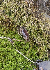 Geothelphusa dehaani