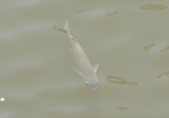 Planiliza subviridis