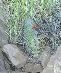 Mammillaria grahamii