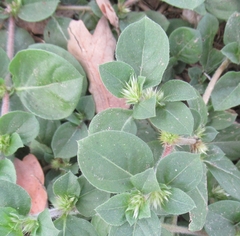 Alternanthera pungens