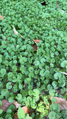 Dichondra