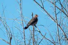 Colaptes auratus cafer