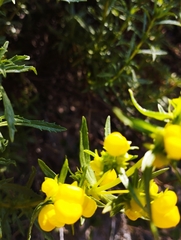 Calceolaria thyrsiflora