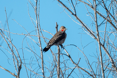 Colaptes auratus cafer
