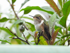 Selasphorus flammula