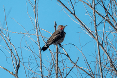 Colaptes auratus cafer