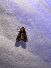 Noctuinae