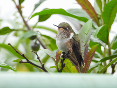 Selasphorus flammula