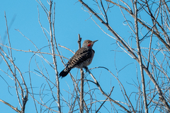 Colaptes auratus cafer