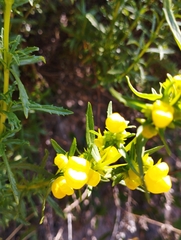 Calceolaria thyrsiflora
