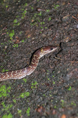 Lycodon capucinus