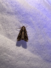 Noctuinae