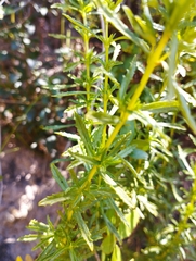 Calceolaria thyrsiflora