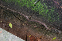 Lycodon capucinus
